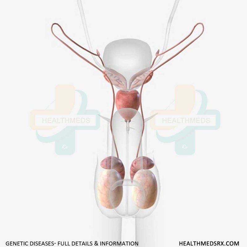 Scrotum complete information