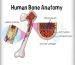 BONE MARROW IMPORTANT DETAILS