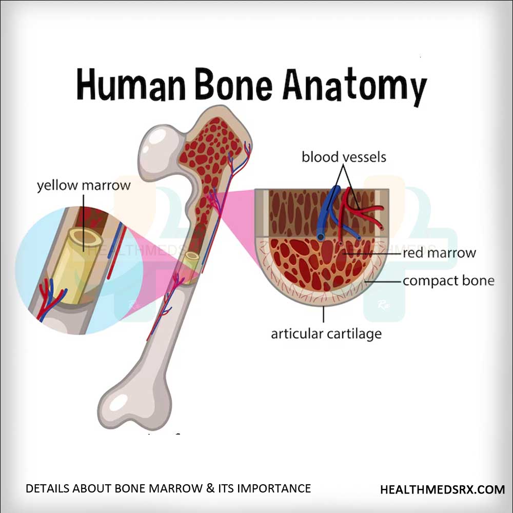 BONE MARROW IMPORTANT DETAILS